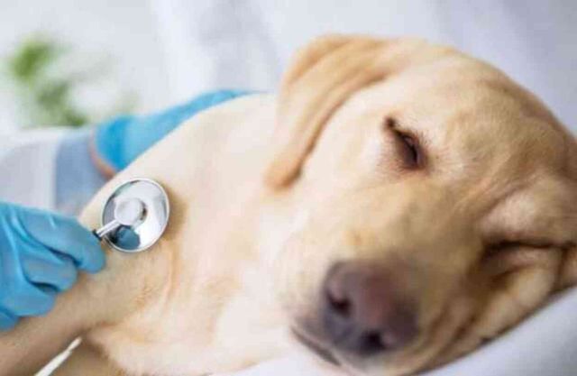Köpekler uyutulacak mı? Sokak köpekleri neden, nasıl uyutulacak? Köpeklerin uyutulması nedir, nasıl yapılır?