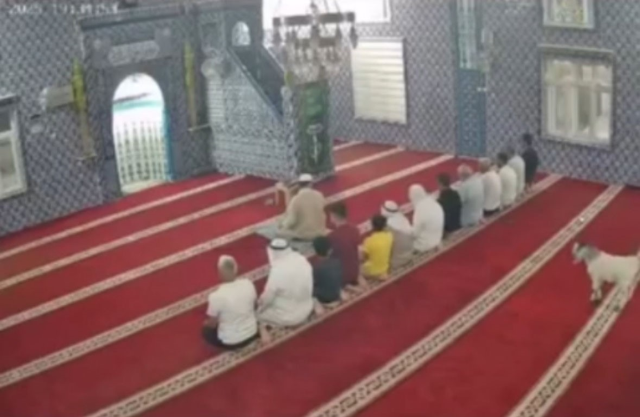 Mardin'de cemaat namaz kılarken camiye oğlak girdi