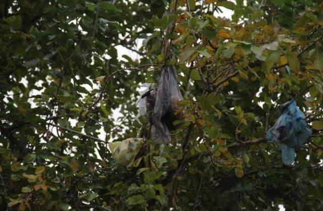 Pes dedirten görüntü! 4. kattan atılan çöp poşetleri, dut ağacını çöplüğe çevirdi