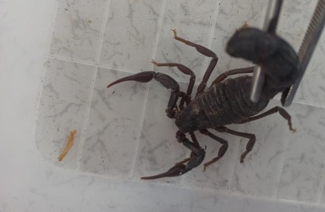 Evinin altında akrep çiftliği kurdu! Zehrin gramından 10 bin dolar kazanıyor