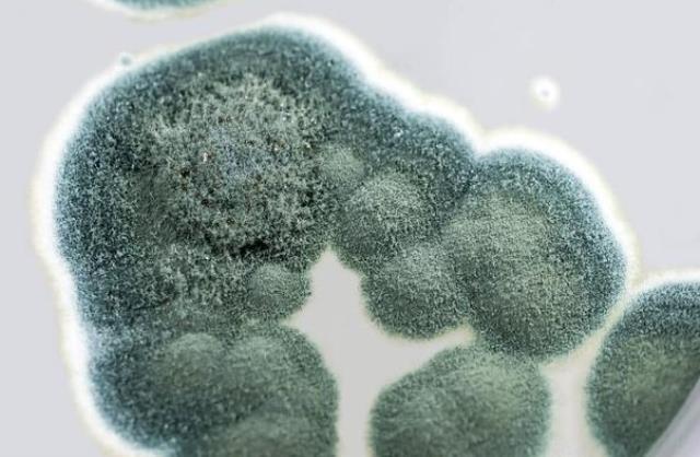 Bir kadının manavdan aldığı küflenmiş kavun, kanlı savaşın seyrini değiştirdi