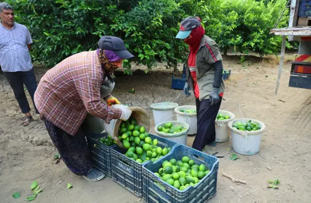 Zirai don piyasanın dengesini bozdu, limonun fiyatı 150 TL'yi aştı