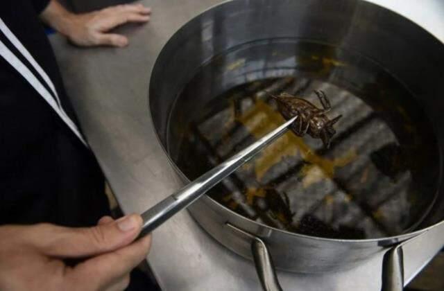 Yenilebilir böcekler yakında süpermarketlerde! İsrailli gıda firması, aromalı çekirge şekerlemeleri üretti