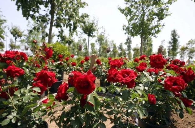 Atatürk Havalimanı Millet Bahçesi'ne 145 bin 300 ağaç dikilecek