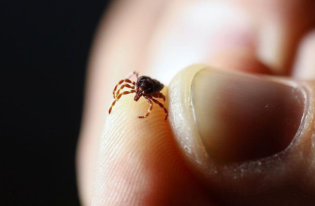 Keneyle ilgili bu bilgi tarihe karışıyor! İşte doğru bildiğimiz büyük yanlış