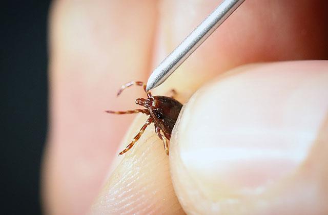Keneyle ilgili bu bilgi tarihe karışıyor! İşte doğru bildiğimiz büyük yanlış