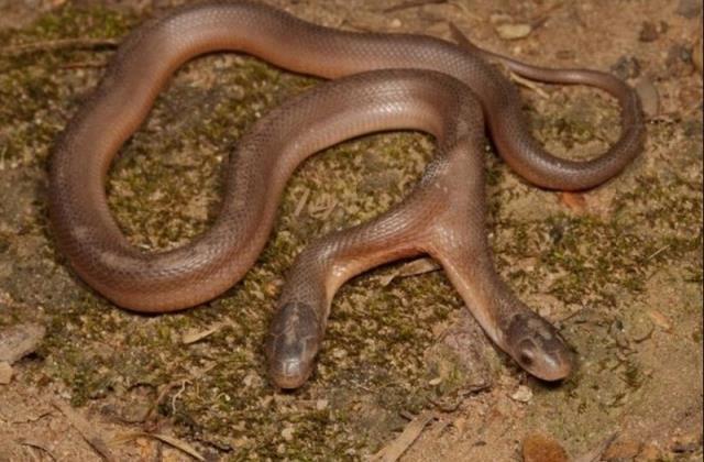 Yılan ihbarı aldığı eve giden adam, gördüğü manzara karşısında küçük dilini yuttu