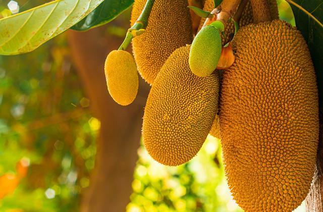 Yetiştiği yerde kimse onunla yarışamıyor! İşte meyvelerin şahı jackfruitin vücuda olan faydaları