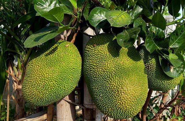 Yetiştiği yerde kimse onunla yarışamıyor! İşte meyvelerin şahı jackfruitin vücuda olan faydaları