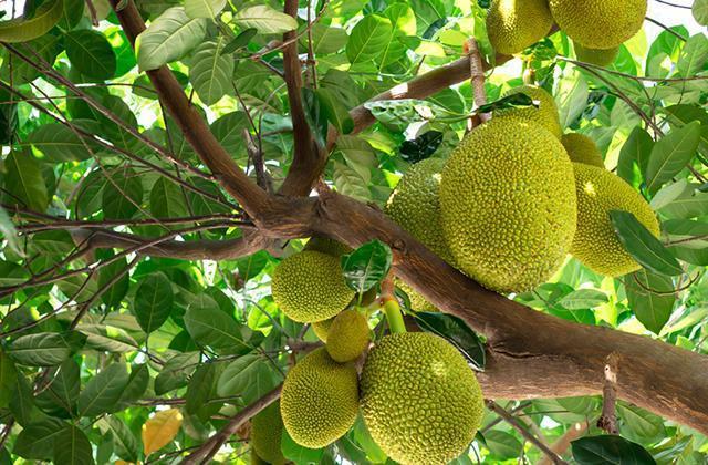 Yetiştiği yerde kimse onunla yarışamıyor! İşte meyvelerin şahı jackfruitin vücuda olan faydaları