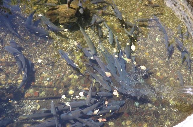 Malatya'daki balıkların gizemi çözülemiyor! Öldüklerinde cenaze töreniyle gömülüyorlar