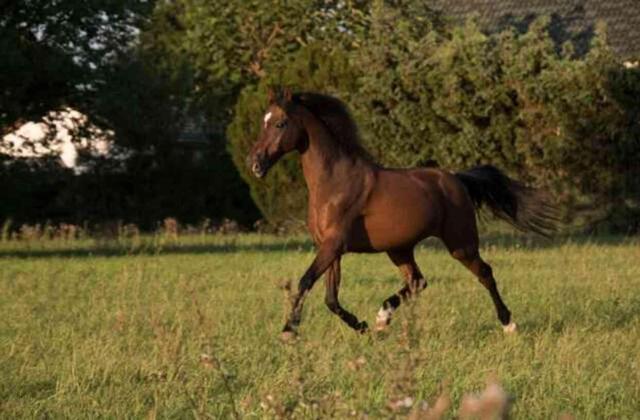 Rüyada at görmek ne anlama gelir? Rüyada koşan at görmek nedir? Rüyada kahverengi ve beyaz at görmek ne demek?