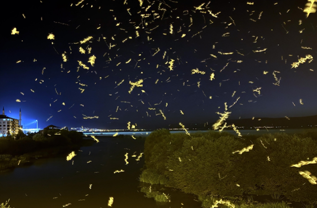 Ardahan'da sineklerin 'ölüm dansı' başladı