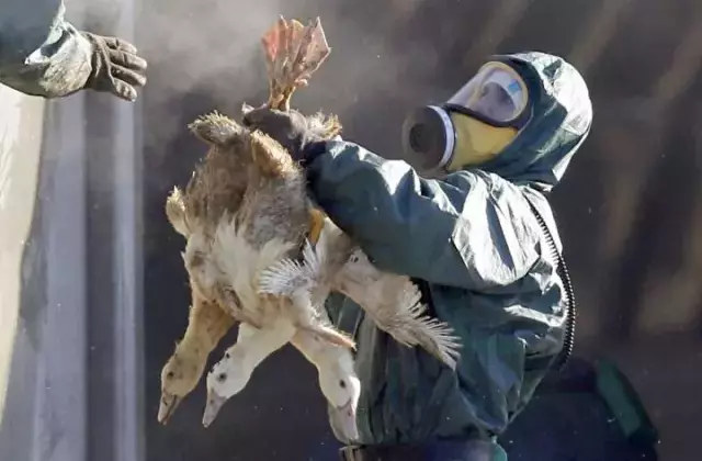 'H5N5' kuş gribinin bulaştığı ilk insan öldü