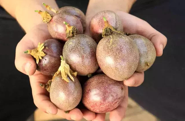 Ekeni zengin ediyor! Bir fidanı 10 yıl meyve veriyor, kilosu 100 TL'den satılıyor