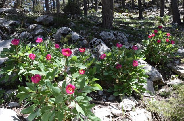 Yılda 10 gün açıyor! Güzelliğine aldanıp koparan 109 bin lira ceza öder