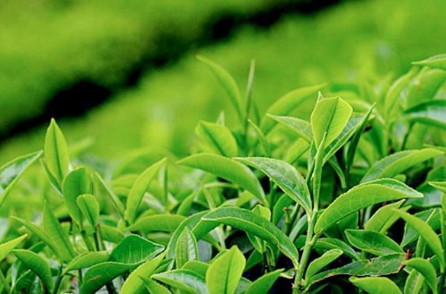 Çay Kanunu Teklifi TBMM Başkanlığına sunuldu