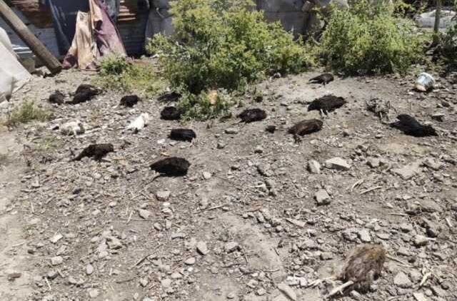 Başıboş köpekler tarafından 50 tavuk telef edildi
