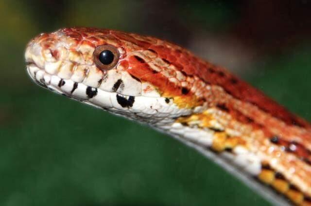 Rüyada yılan görmek nedir? Rüyada yılan görmek ne anlama gelir? Rüyada yılan görmenin anlamı ve yorumu!