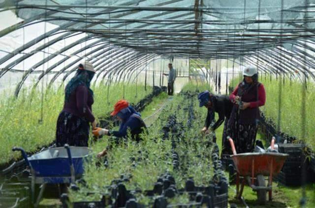 Arkadaş tavsiyesiyle ektiği 'gojy berry' meyvesini, kilosu 100 liradan Avrupa'ya ihraç ediyor