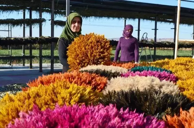 Ayşe öğretmenin 'pampas otu' projesi, köydeki 100 kadına iş imkanı sağladı
