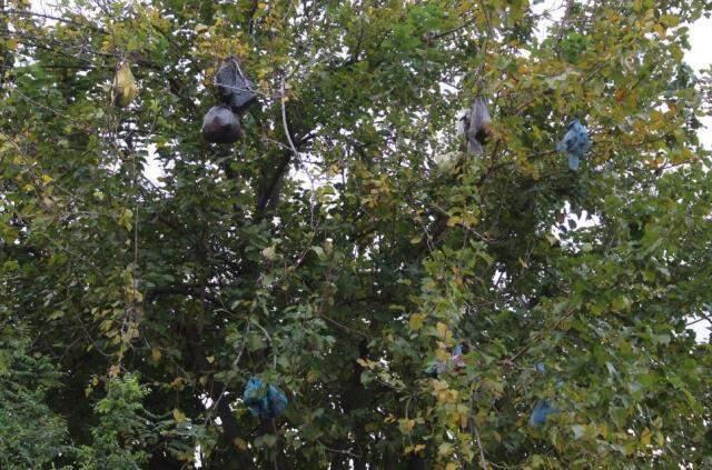 Pes dedirten görüntü! 4. kattan atılan çöp poşetleri, dut ağacını çöplüğe çevirdi