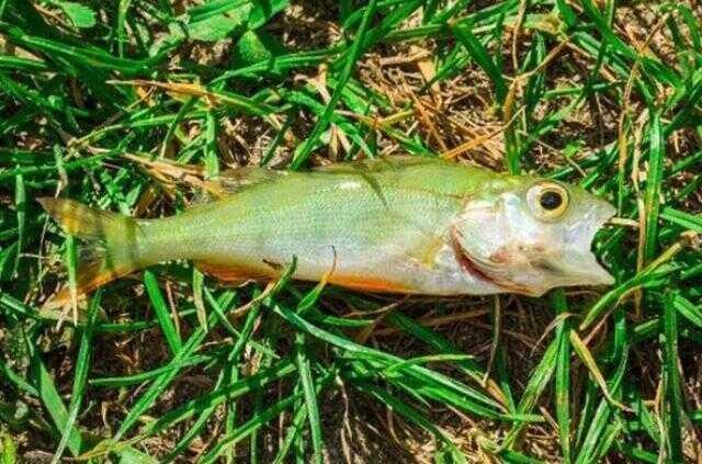 Kıyamet alameti olarak görülüyor! Gökten resmen ölü balık yağdı, tabloyu gören korktu