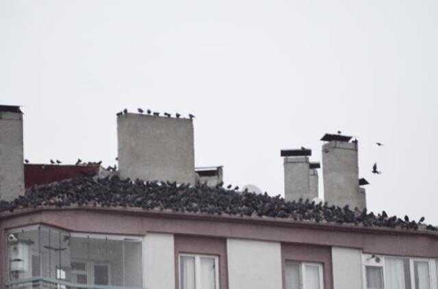 Alfred Hitchcock filmleri gerçek oldu! Mahalleyi saran kargalar geceleri bile çatılarda yatıyor