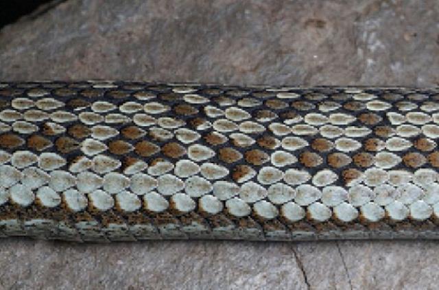 Evdeki ihbara giden yılan uzmanı, karşısına çıkan yılanı görünce tir tir titredi