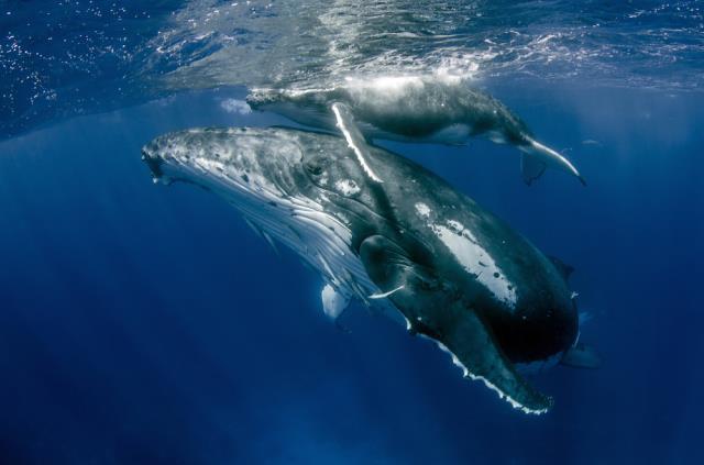 Balinalar Dünya'yı nasıl soğutuyor?