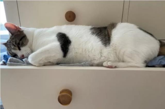 Uykuda kalp krizi geçiren sahibinin üzerine atlayan kedi hayat kurtardı