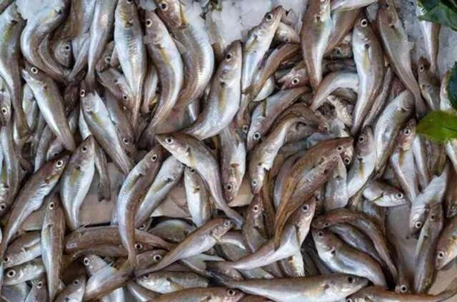 Dip balığı mı yüzey balığı mı? Hangisi daha sağlıklı?