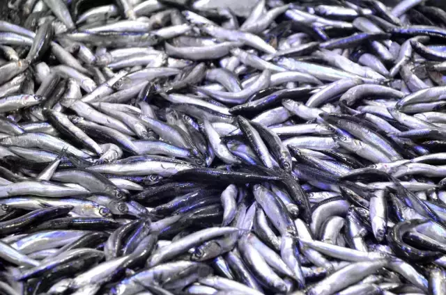 Hamsi geri geldi, balıkçılar neşelendi! Kilogram fiyatı 50 TL'den 25 TL'ye düştü