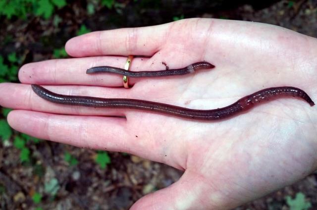 Kabus 1948'de başladı, şimdi koskoca ülke alarmda! Dışkıları taş duvarı bile deviriyor