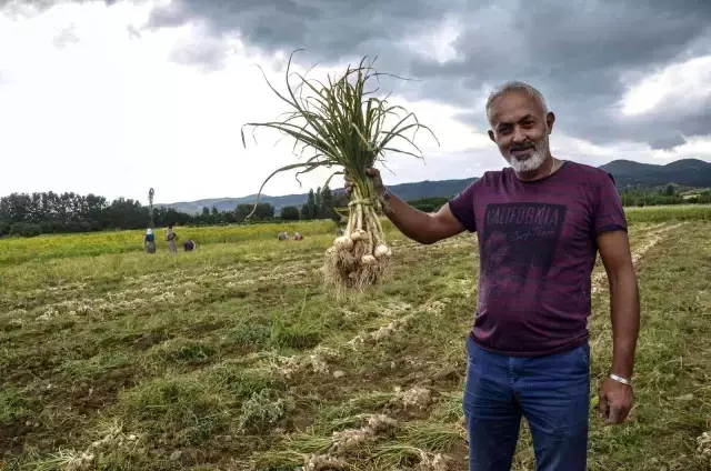 4 bin ailenin gelir kapısı 'beyaz altın' Taşköprü sarımsağının hasat dönemi başladı
