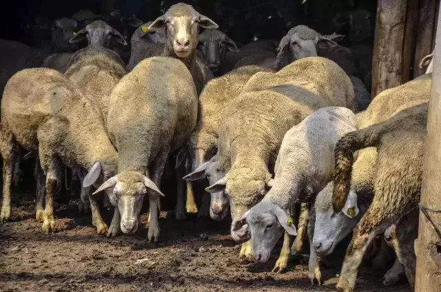 10 bin TL aylıkla çoban bulamayan koyun sahibi 'Böyle giderse bırakacağım' diyerek isyan etti