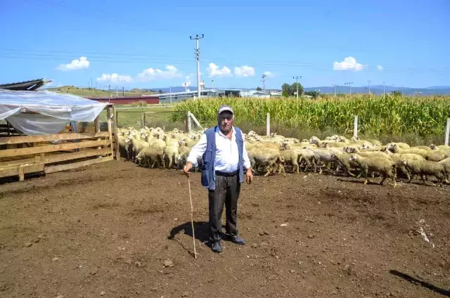 10 bin TL aylıkla çoban bulamayan koyun sahibi 'Böyle giderse bırakacağım' diyerek isyan etti