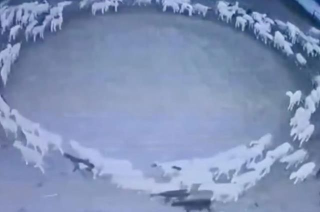 288 saattir durmadan dönen koyunların sağlık kontrolü sonuçları çıktı! Gizem çok büyük