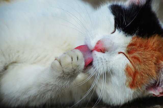 Kedi yıkanır mı, yıkanmaz mı? Kedi yıkandıktan sonra kurutulur? Kediler nasıl yıkanmalı, yıkarken nelere dikkat edilmeli?
