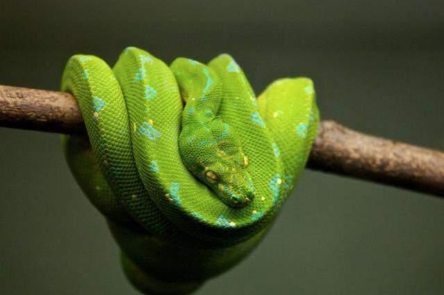 Rüyada yılan görmek nedir? Rüyada yılan görmek ne anlama gelir? Rüyada yılan görmenin anlamı ve yorumu!