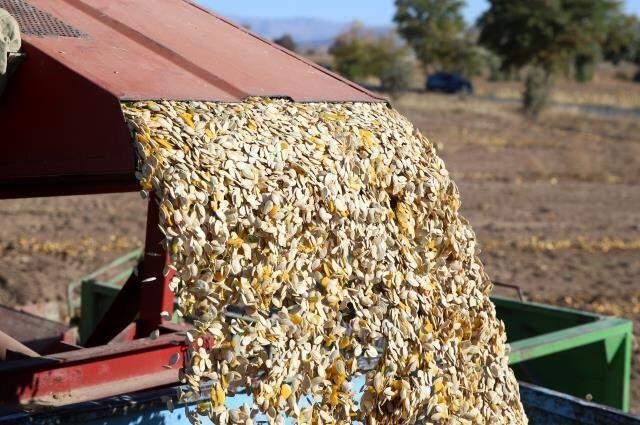 Kayseri'de çerezlik kabak çekirdeğinde rekolte ve fiyat üreticiyi sevindirdi
