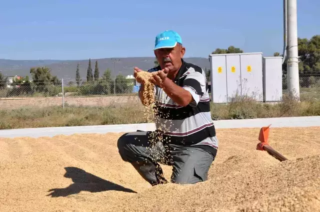 Tarlada 4, markette 25 lira! Çeltik üreticisi fiyatlardan bir hayli dertli