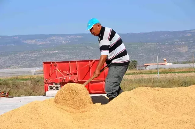 Tarlada 4, markette 25 lira! Çeltik üreticisi fiyatlardan bir hayli dertli