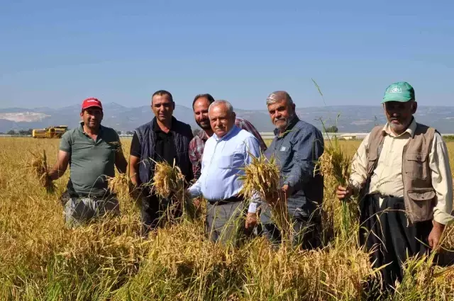 Tarlada 4, markette 25 lira! Çeltik üreticisi fiyatlardan bir hayli dertli
