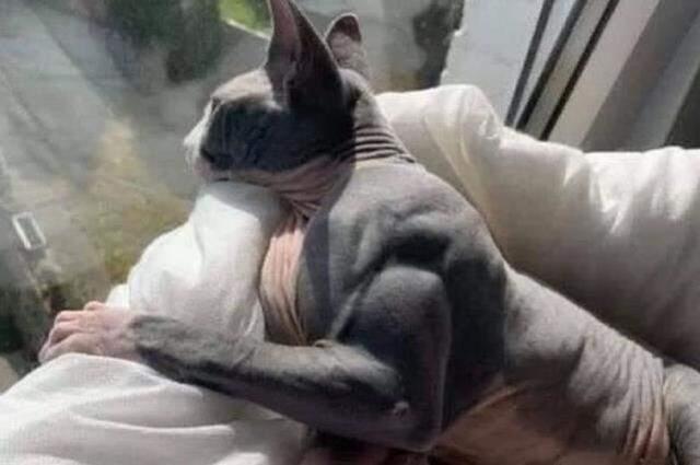 Sosyal medyanın yeni gözdesi: Dumbell kedi! Kas gelişimi durdurulamıyor
