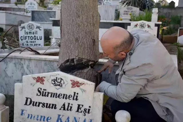 Mezar başında korkuyla dua ediyorlar: Kesilemeyince yarım bırakılan ağaç tehlike oluşturuyor