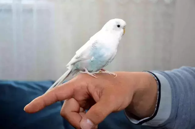 Bu kuş muhabbet etmiyor tekbir getiriyor