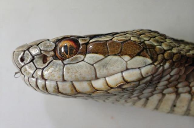 Evdeki ihbara giden yılan uzmanı, karşısına çıkan yılanı görünce tir tir titredi