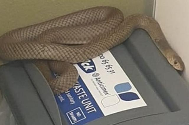 Yılan uzmanı ihbar üzerine gittiği yerdeki yılanı görünce az kalsın aklını kaybediyordu