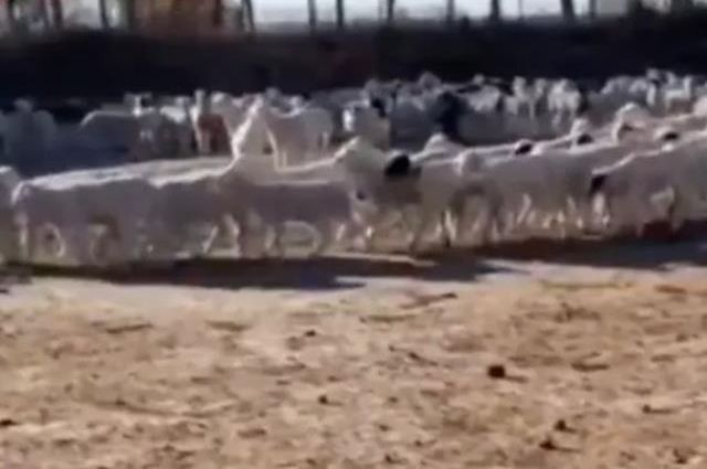 288 saattir durmadan dönen koyunların sağlık kontrolü sonuçları çıktı! Gizem çok büyük
